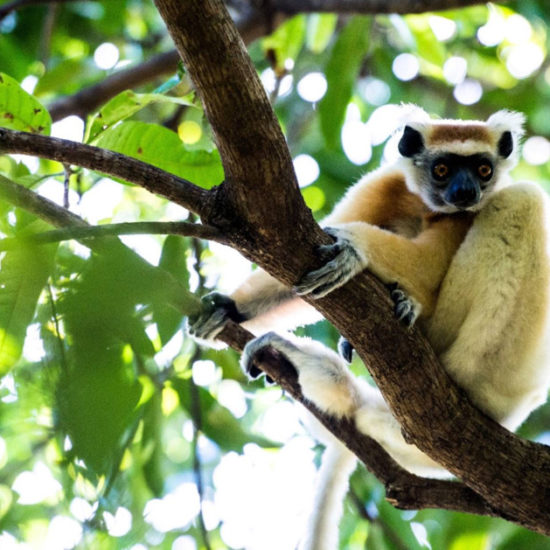 248876-miavana-lemur-branch