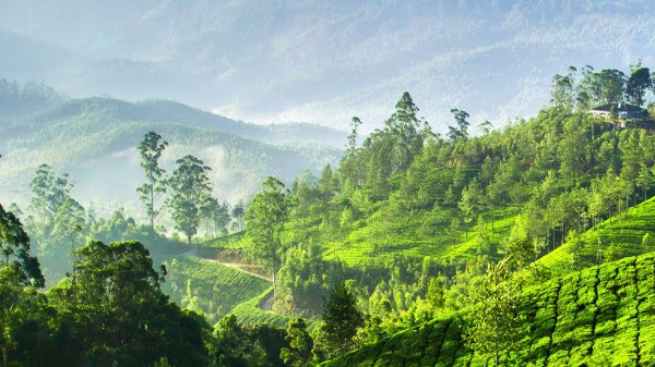 Munnar Kerala – Crossing Travel